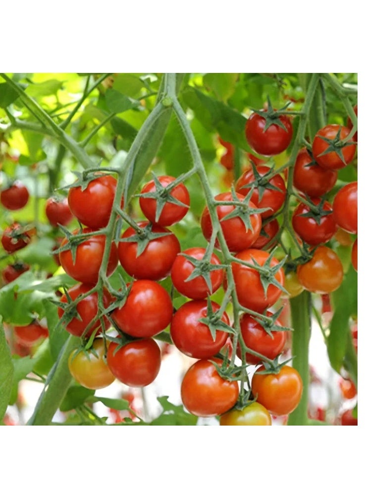 100PCS Waterfall Red Cherry Tomato Seeds for Planting - Image 2