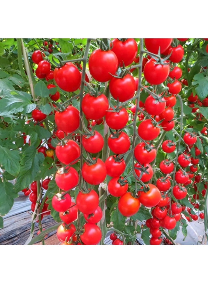 100PCS Waterfall Red Cherry Tomato Seeds for Planting - Image 1