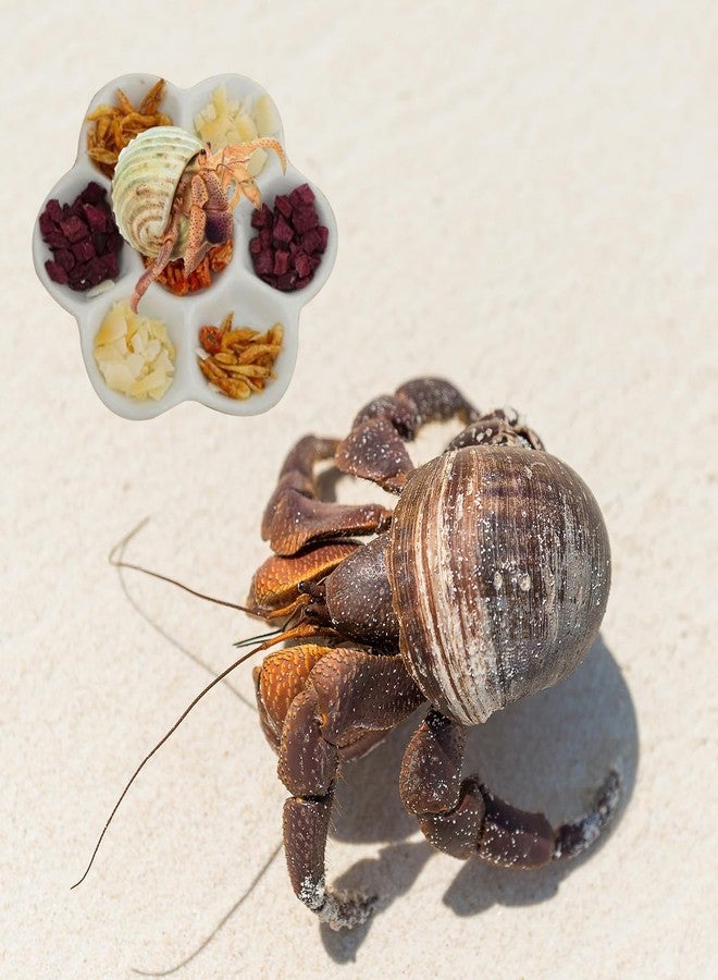 Tsnamay طبق طعام سيراميكي من تسناماي، مقاس 3.5 بوصة، يحتوي على 7 أقسام، وهو وعاء سيراميكي مضاد للانقلاب للطعام والماء، مناسب لسرطان البحر الناسك والعنكبوت والحلزون. - Image 5