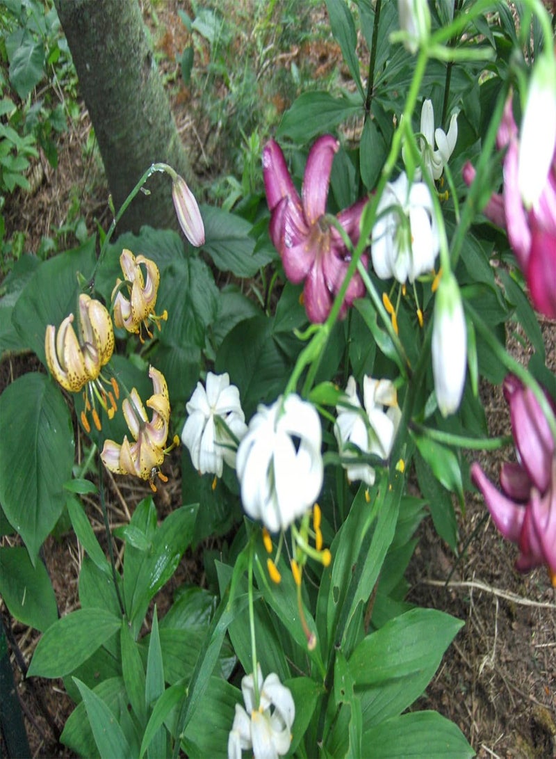 GGOOT Seeds 25 + miscela del lotto di Colori Hybrid Seeds Giglio martagone turchi Cap Ombra Hardy perenne - Image 3