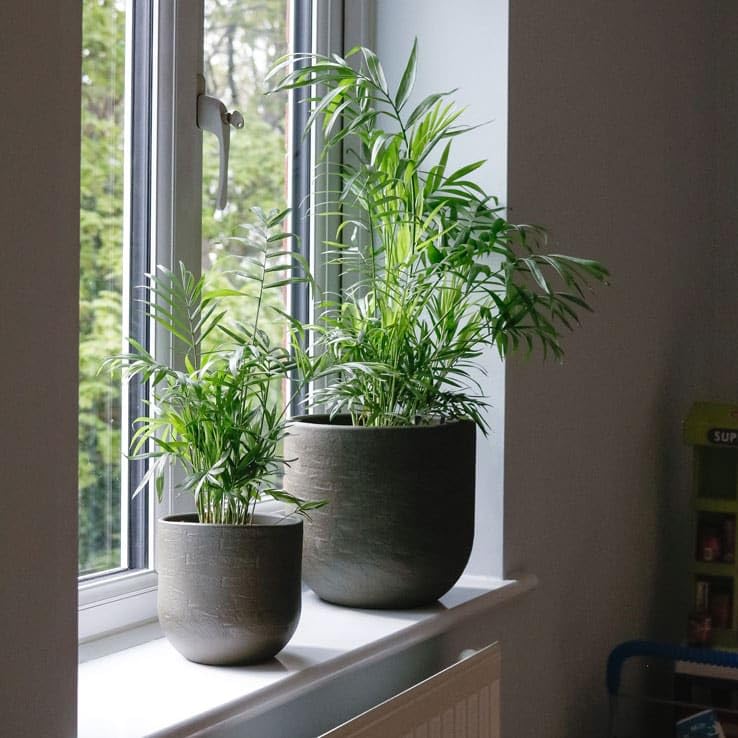 Fox & Fern Chamaedorea Artificial Plant | with Basic Pot| Elevate Any Corner of Your Home/Garden | Best for Gifting (Ht. 54CM) 54CMCP - Image 4