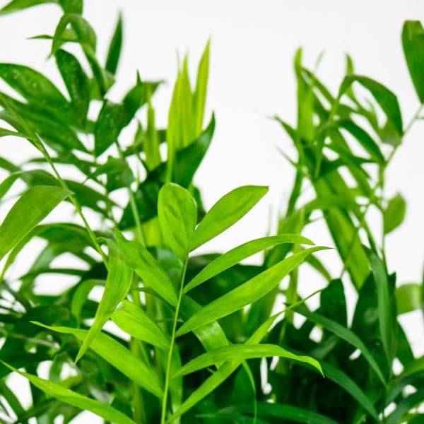 Fox & Fern Chamaedorea Artificial Plant | with Basic Pot| Elevate Any Corner of Your Home/Garden | Best for Gifting (Ht. 54CM) 54CMCP - Image 3