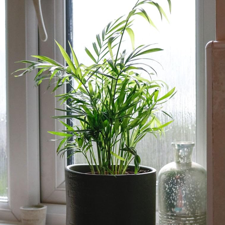 Fox & Fern Chamaedorea Artificial Plant | with Basic Pot| Elevate Any Corner of Your Home/Garden | Best for Gifting (Ht. 54CM) 54CMCP - Image 5