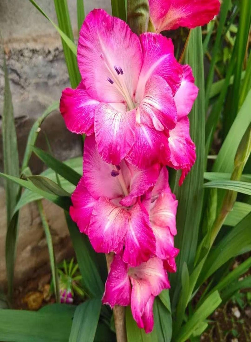 GGOOT 10pcs Roze Gladiolen Bollen Grote Bloei Extreem Geurige Bloemen Hybrid Gladiolen Grote Keuze voor Huisdecoratie Voeg EEN vleugje kleur Toe - Image 2