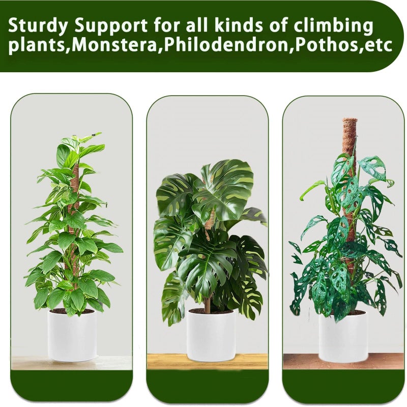 PLANTPOLEX Moss Pole, 2Pack 21 Inch Plant Support Stakes for Indoor Plants, Monstera Plant Support Stakes, 37 Inch Tall Coir Plant Pole Sticks for Potted Plants, Pothos, Philodendron - Image 3
