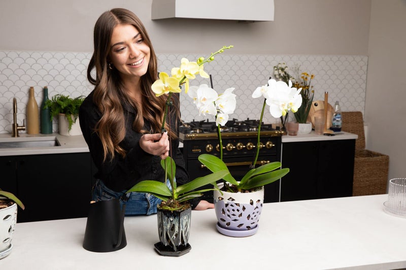 rePotme Orchid Potting Mix, Phalaenopsis Dark Classic Orchid Mix (Mini Bag) - Hand Blended in The USA - Image 5