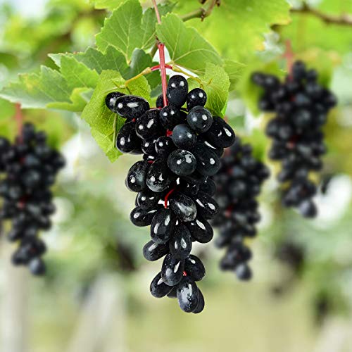 Crystu Hanging Artificial Black Grapes with Leaves Plastic Fake Fruit Food Home Decor for Table Decoration Combo Pack of 1 pc - Image 2