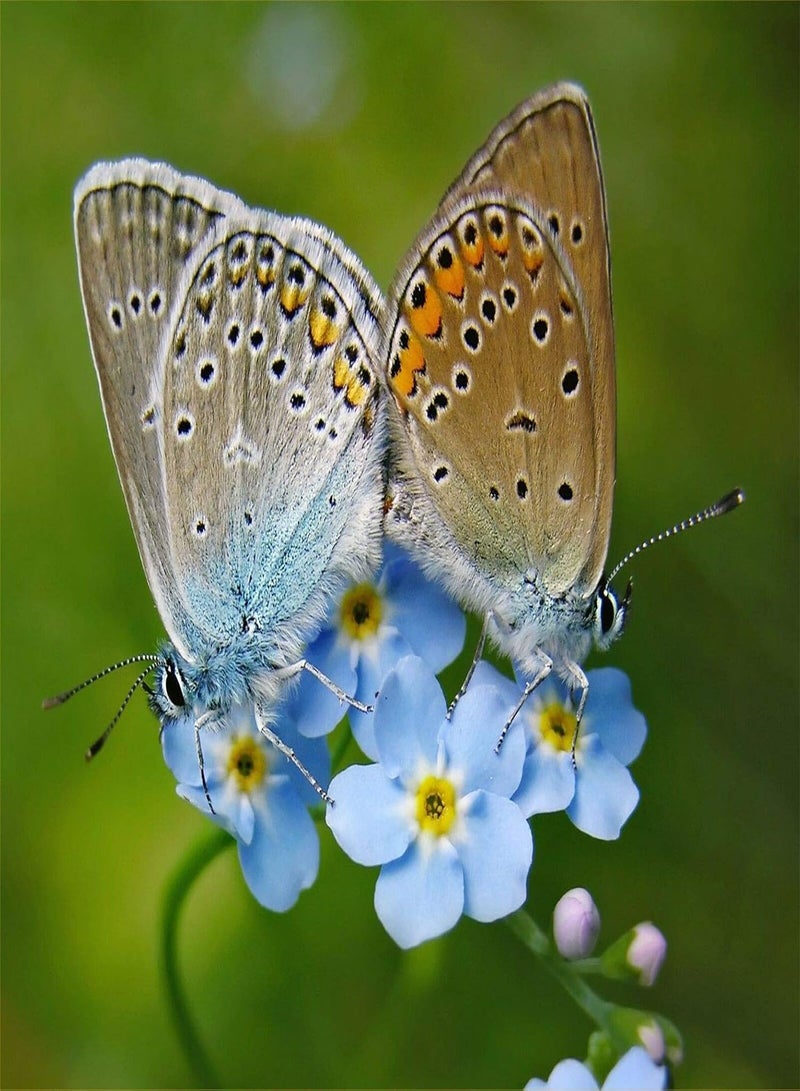 جي جوت بازلاء حلوة إيروهون، 15 بذرة، وردي ثلاثي الألوان، أرجواني عطري، نوع طويل - Image 2