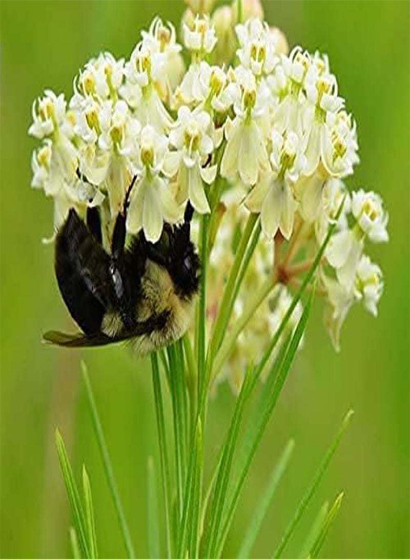 Asclepias verticillata | Whorled Milkweed | Horsetail | 100 Seeds