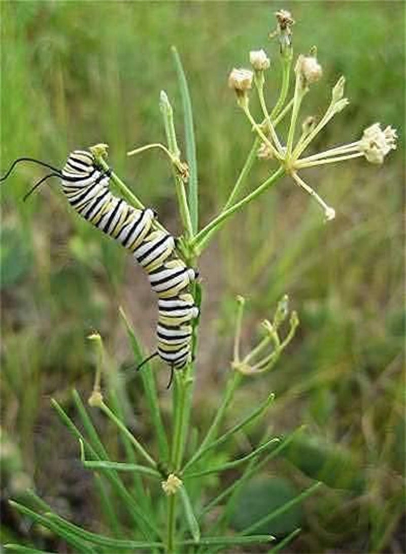Asclepias verticillata | Whorled Milkweed | Horsetail | 100 Seeds