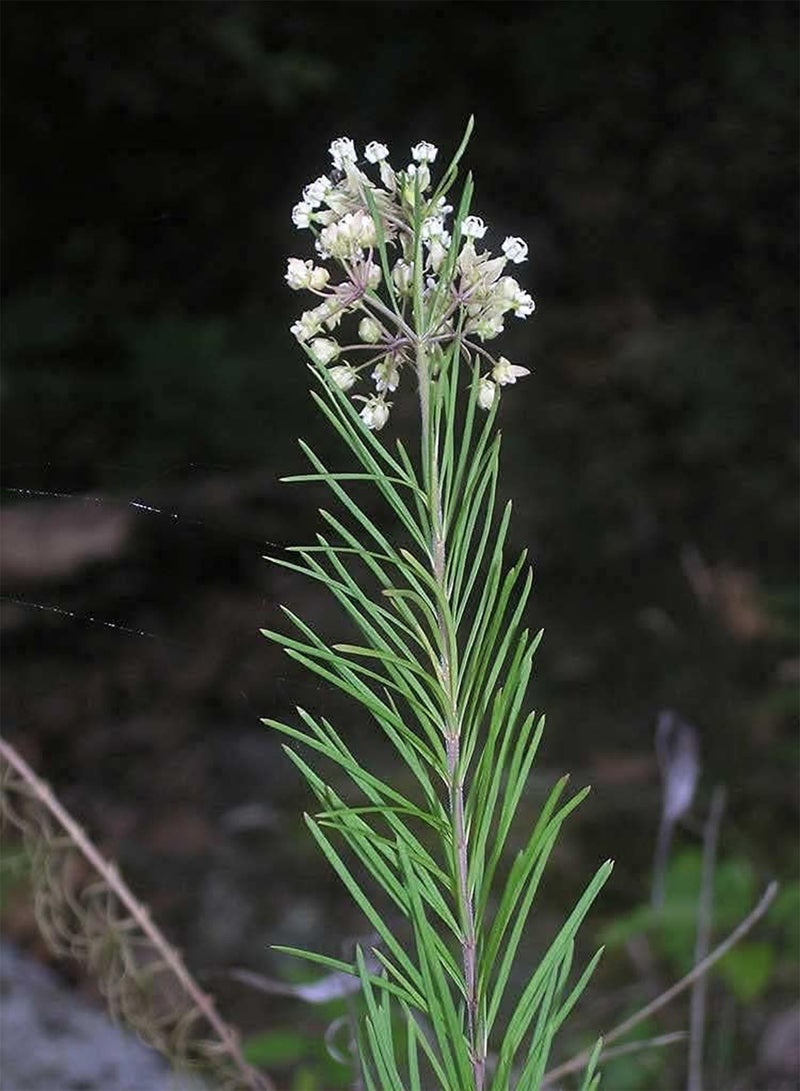 Asclepias verticillata | Whorled Milkweed | Horsetail | 100 Seeds