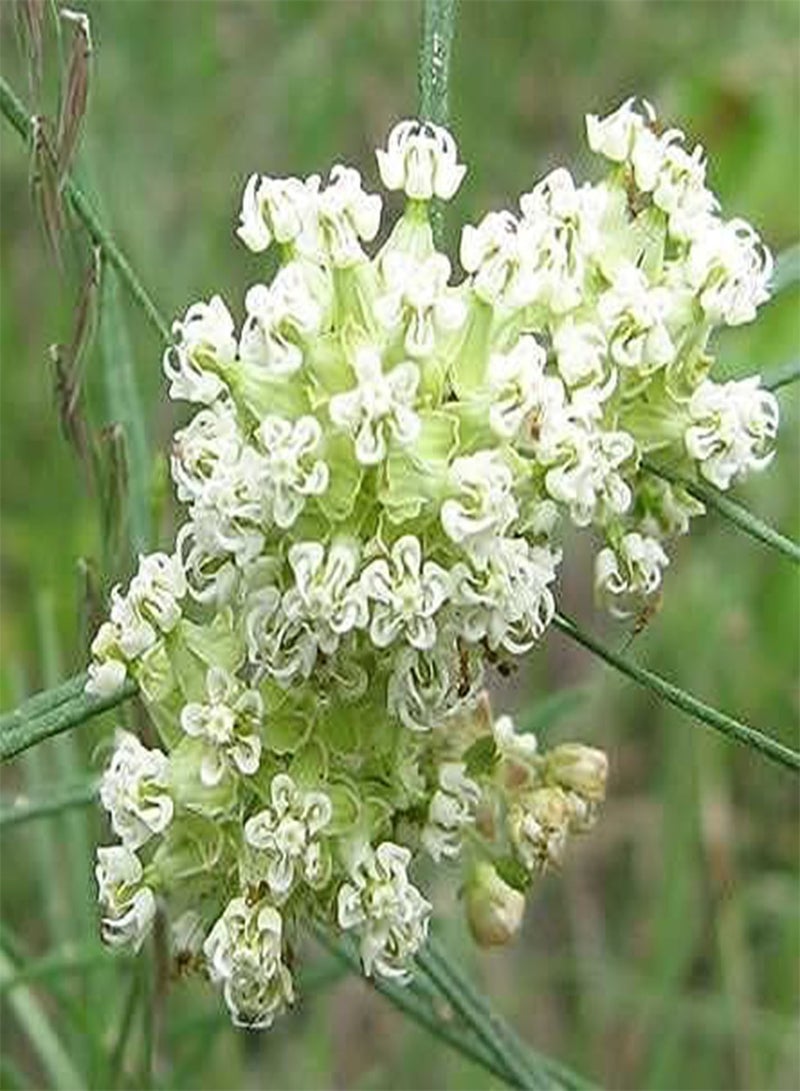 Asclepias verticillata | Whorled Milkweed | Horsetail | 100 Seeds