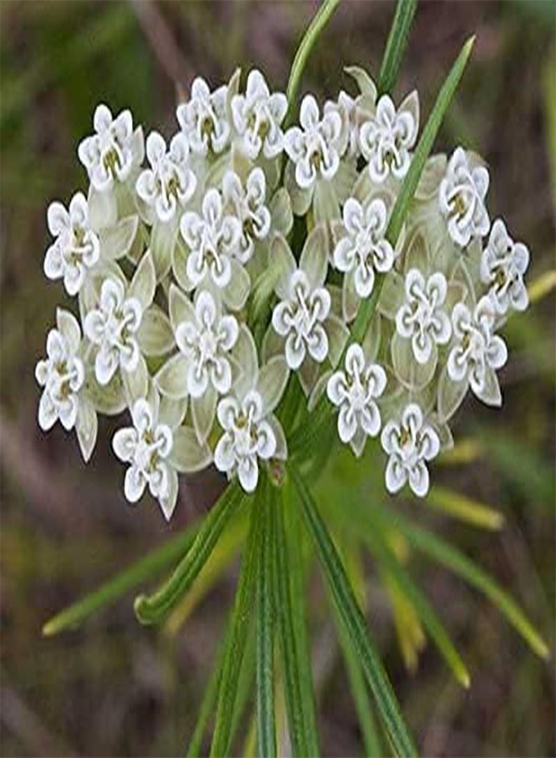 Asclepias verticillata | Whorled Milkweed | Horsetail | 100 Seeds