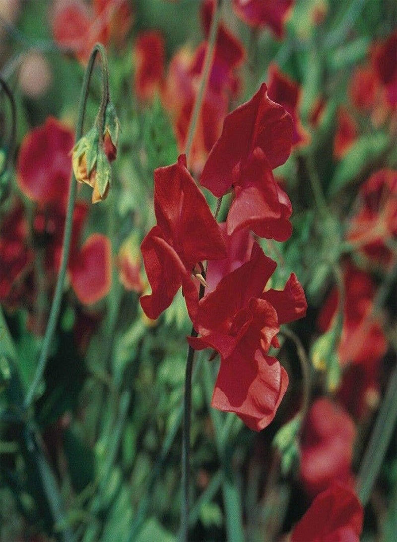 GGOOT Sweet Pea Air Warden - Lathyrus odoratus 'Air Warden' Flower Seeds, A Spencer Type Home Garden Planting by Heavy Torch, 80 Seeds