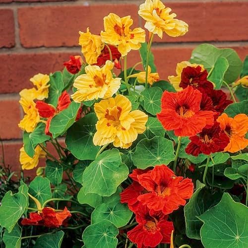 Seed Needs Nasturtium Seeds Jewel Mix Multicolored Edible Flowers | 1.5 Ounce 350+ Seeds Tropaeolum Nanum Annual Flower Seed Mix | Bulk Jewel Nasturtiums for The Garden - Image 5