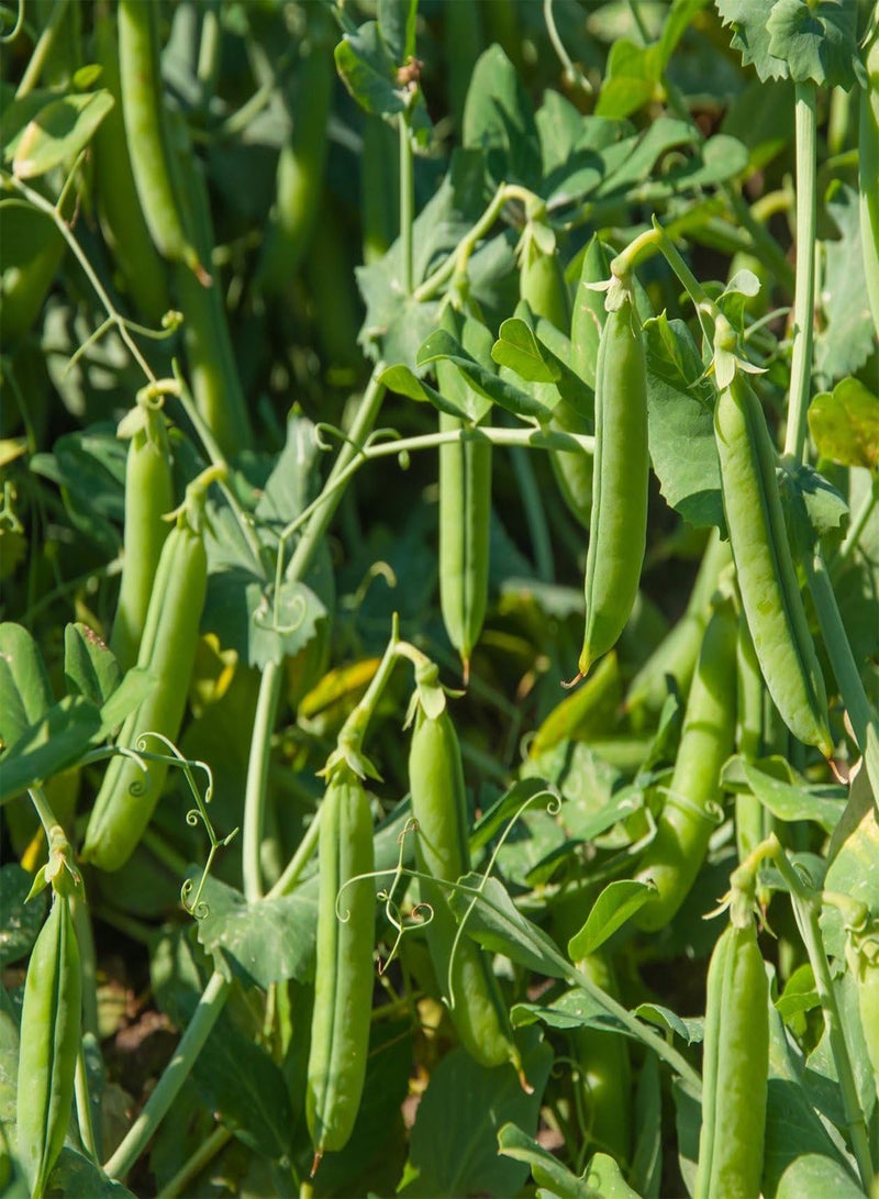 GGOOT Pea Early Onward 200 (62.2g's Approx.) Vegetable Seeds - Heavy Cropper - Excellent Flavour - Image 2