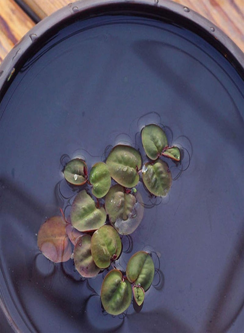 جي جوت بذور نباتات مائية للحدائق الخضراء - 100 قطعة/حقيبة، بذور نباتات مائية لتزيين الحدائق الخضراء، بذور نباتات مائية للمنزل - بذور نباتات مائية - Image 1