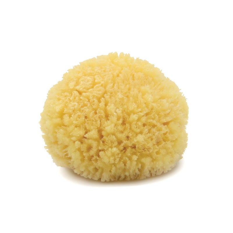 Neptune Caribbean Sea Sponge, Hand Cut, Medium, Approx. 5-6 inches - Image 1