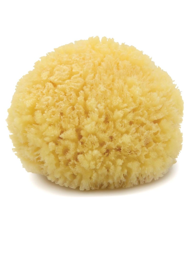 Neptune Neptune Natural Caribbean Sea Sponge - All Natural Renewable Sea Sponge (5 inch)  - Image 1