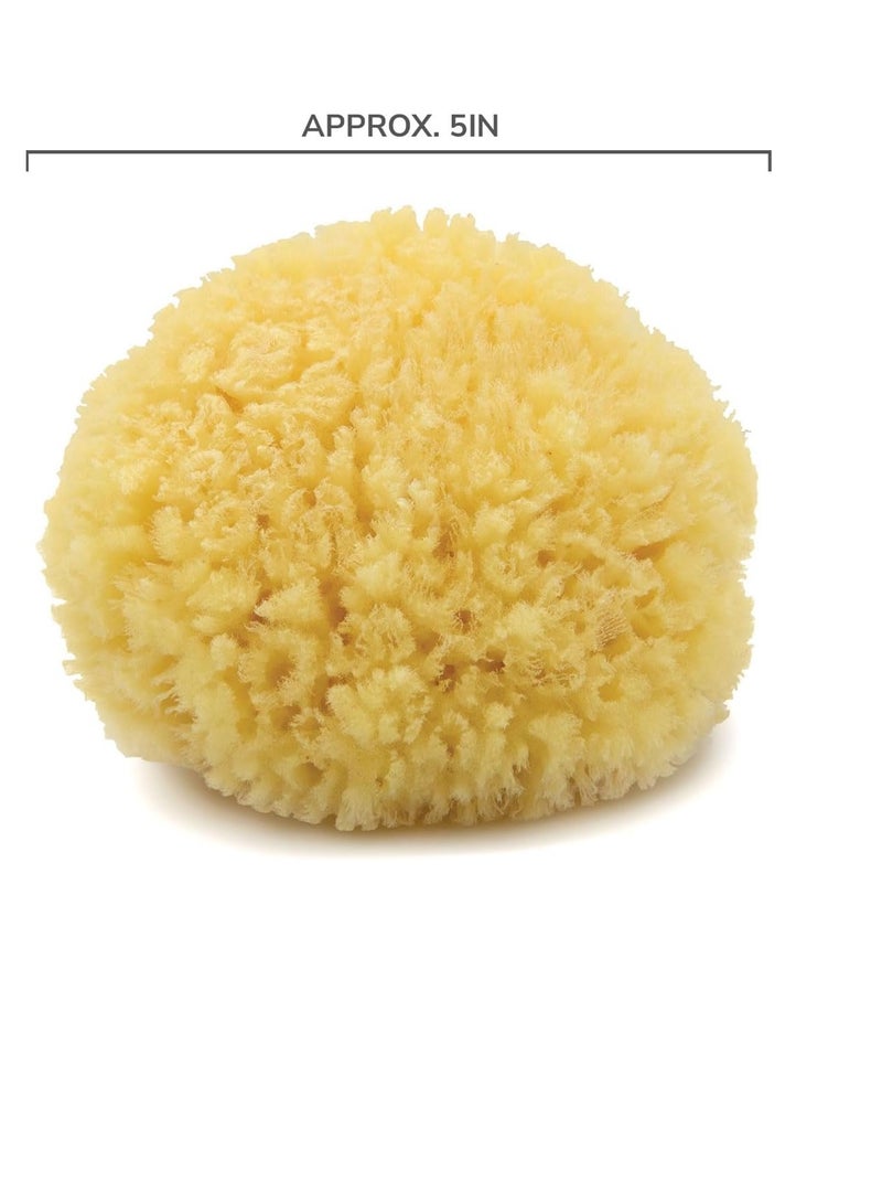 Neptune Neptune Natural Caribbean Sea Sponge - All Natural Renewable Sea Sponge (5 inch)  - Image 2