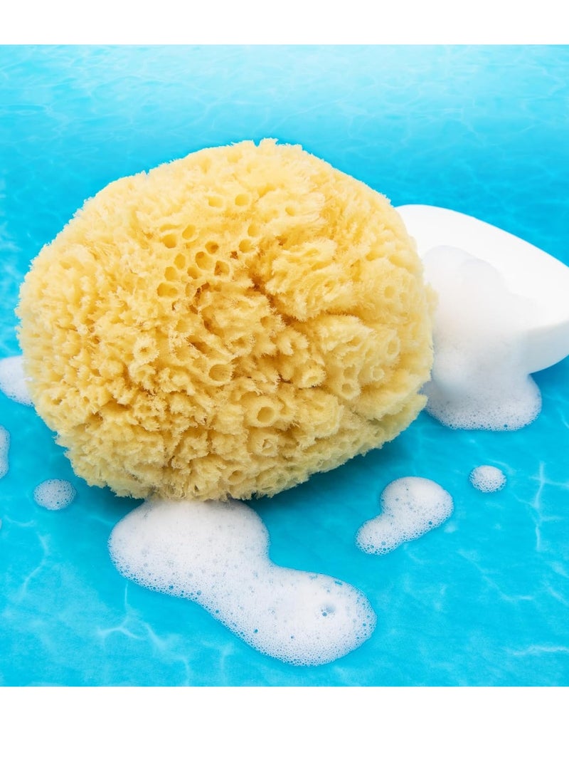 Neptune Neptune Natural Caribbean Sea Sponge - All Natural Renewable Sea Sponge (5 inch)  - Image 4