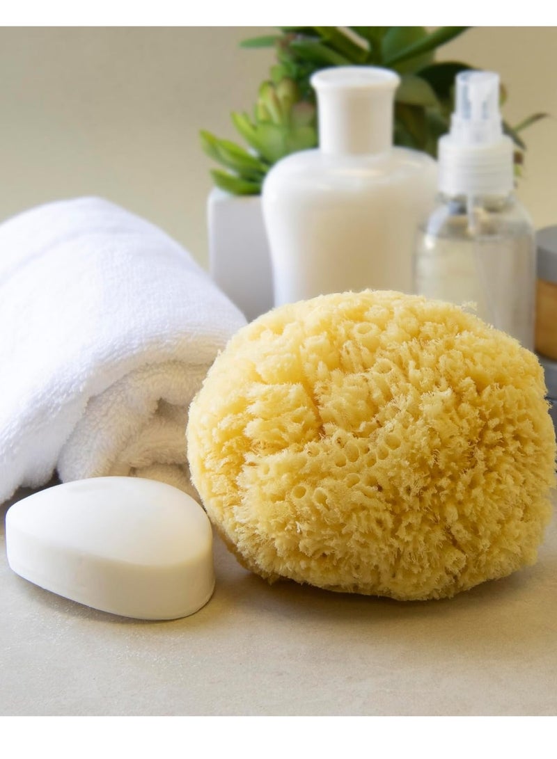 Neptune Neptune Natural Caribbean Sea Sponge - All Natural Renewable Sea Sponge (5 inch)  - Image 3