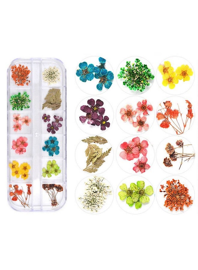 24 Colors Dried Flowers For Nail Art 2 Boxes 3D Dry Flowers Nail Stickers Colorful Natural Real Flower Nail Decals - Image 3