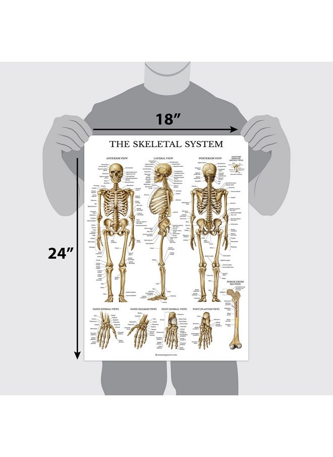 Palace Learning 20 Pack - Anatomical Posters - Laminated - Muscular, Skeletal, Digestive, Respiratory, Circulatory, Endocrine, Lymphatic, Male & Female, Nervous, Spinal Nerves, Anatomy Charts - 18" x 24"  - Image 2