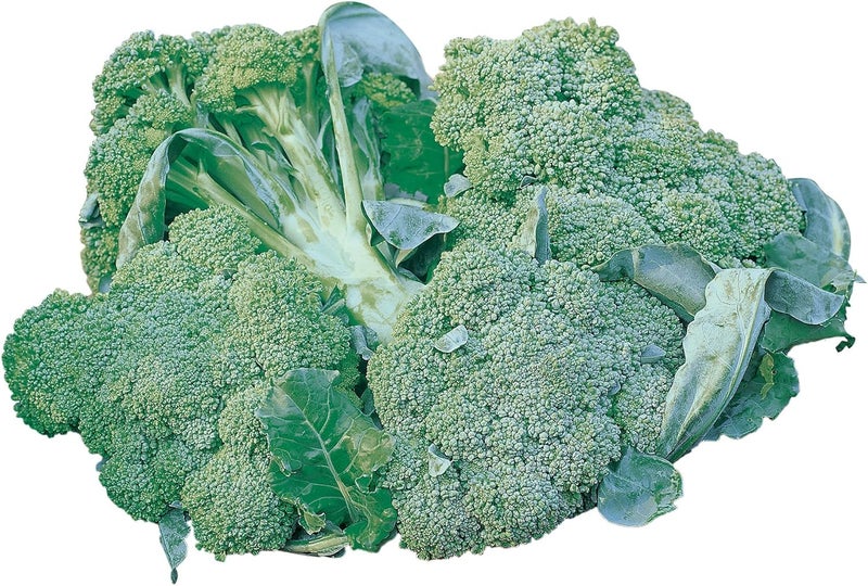 Burpee di Ciccio Organic Broccoli Seeds 350 seeds - Image 1