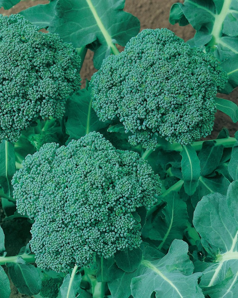 Burpee di Ciccio Organic Broccoli Seeds 350 seeds - Image 3