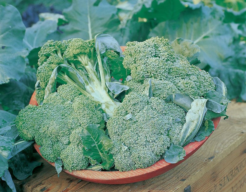 Burpee di Ciccio Organic Broccoli Seeds 350 seeds - Image 2