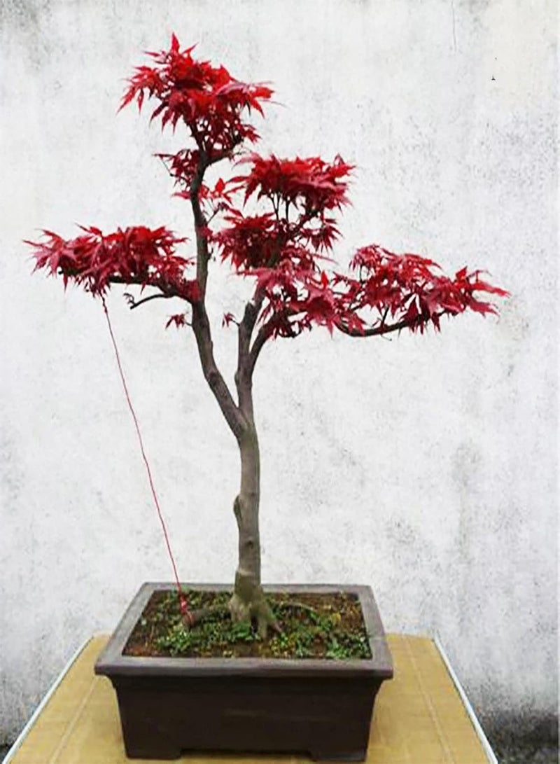 GGOOT 50Pcs/Bag Red Maple Seeds Attractive Beautifying Perennials Balcony Yard Tree Plants Seeds for Garden Red Maple Seeds Landscaping - Image 5