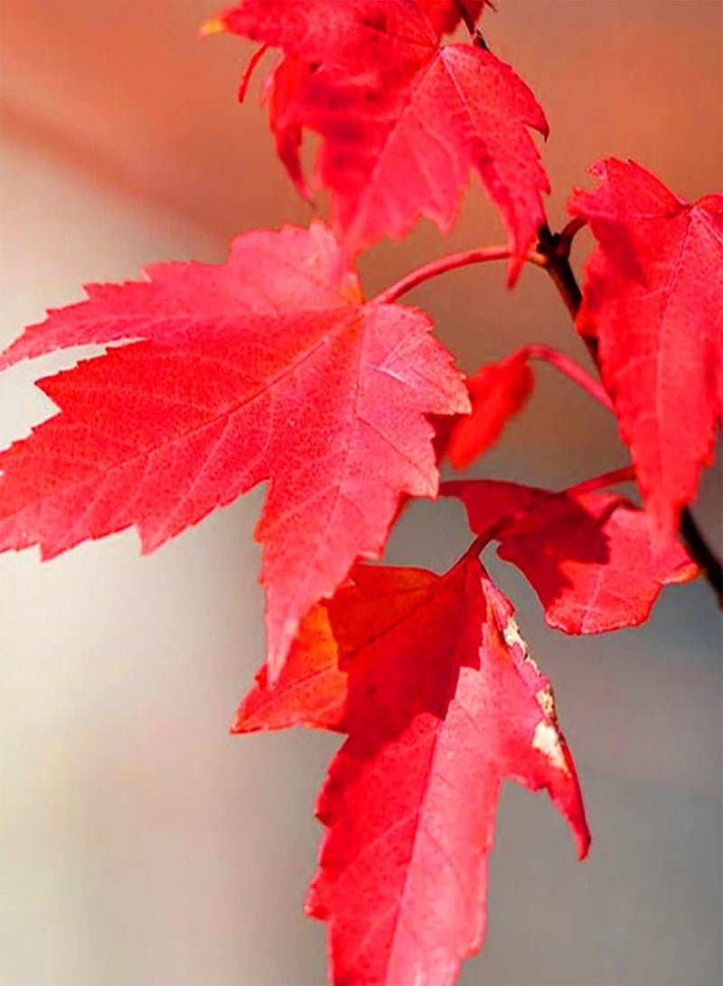 GGOOT 50Pcs/Bag Red Maple Seeds Attractive Beautifying Perennials Balcony Yard Tree Plants Seeds for Garden Red Maple Seeds Landscaping - Image 4