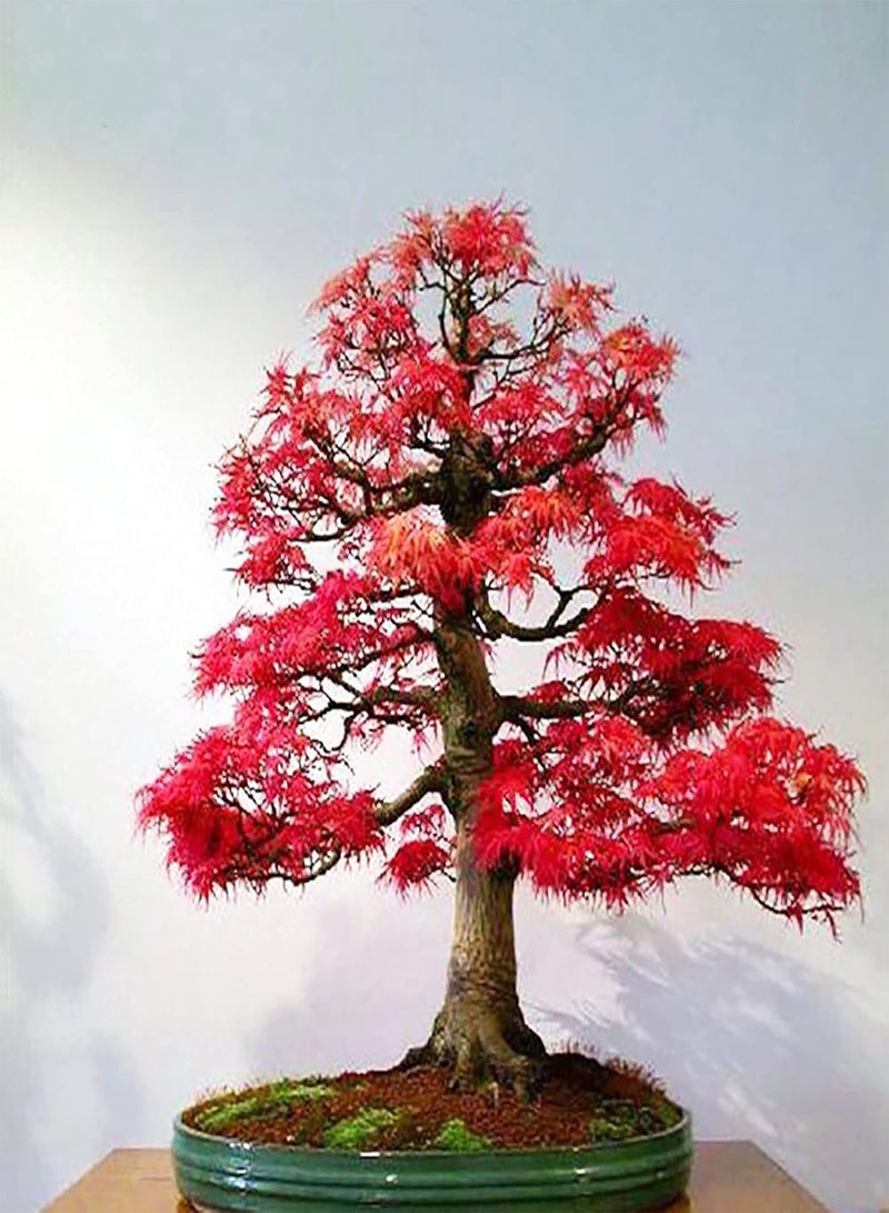 GGOOT 50Pcs/Bag Red Maple Seeds Attractive Beautifying Perennials Balcony Yard Tree Plants Seeds for Garden Red Maple Seeds Landscaping - Image 1