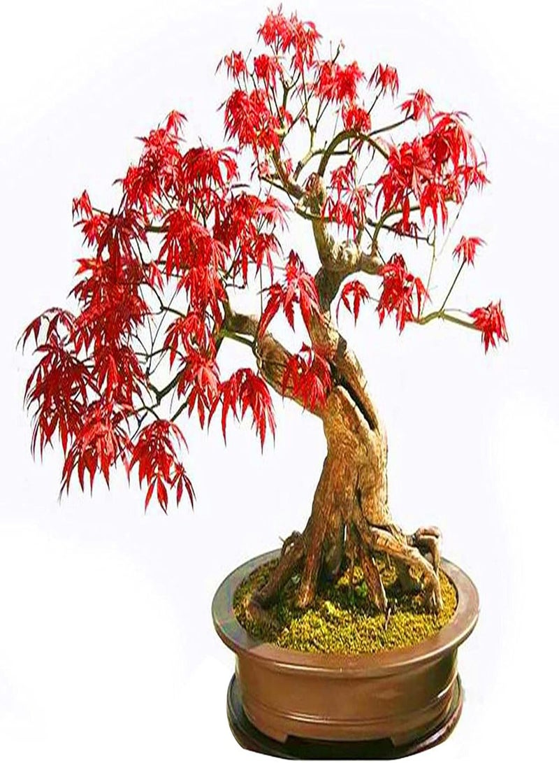 GGOOT 50Pcs/Bag Red Maple Seeds Attractive Beautifying Perennials Balcony Yard Tree Plants Seeds for Garden Red Maple Seeds Landscaping - Image 3