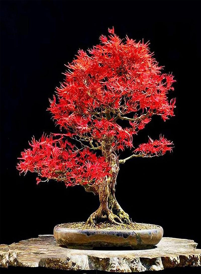 GGOOT 50Pcs/Bag Red Maple Seeds Attractive Beautifying Perennials Balcony Yard Tree Plants Seeds for Garden Red Maple Seeds Landscaping - Image 2