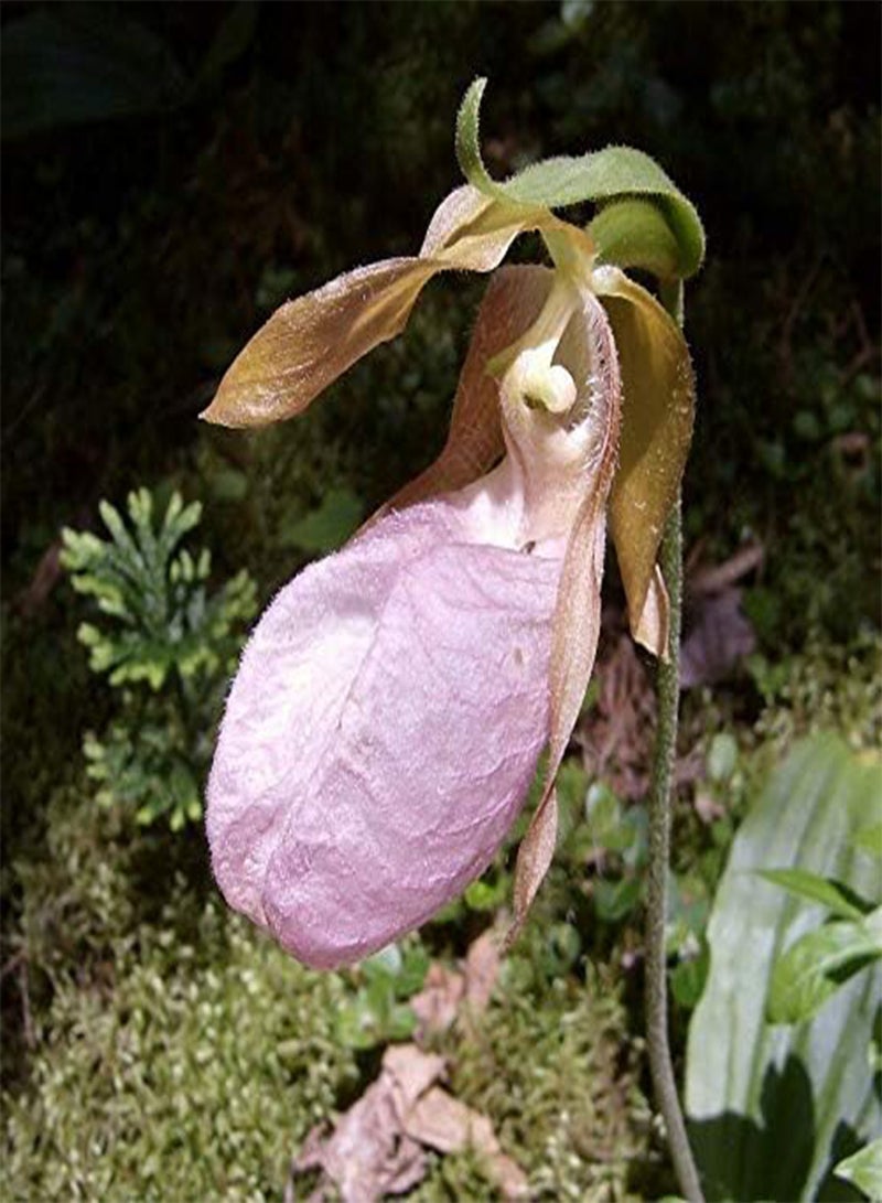 GGOOT New Fresh 10pcs Pink Slipper Orchid Flower Seeds