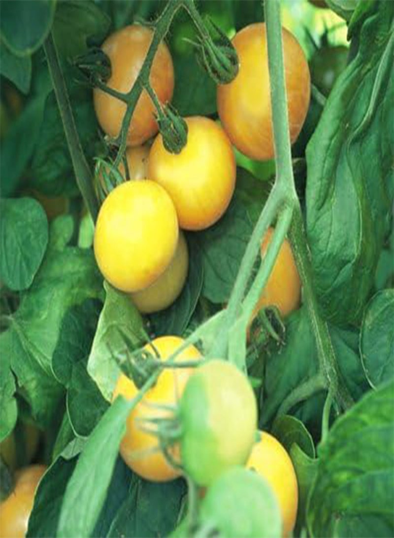 GGOOT Tomato Chello 100 Seeds