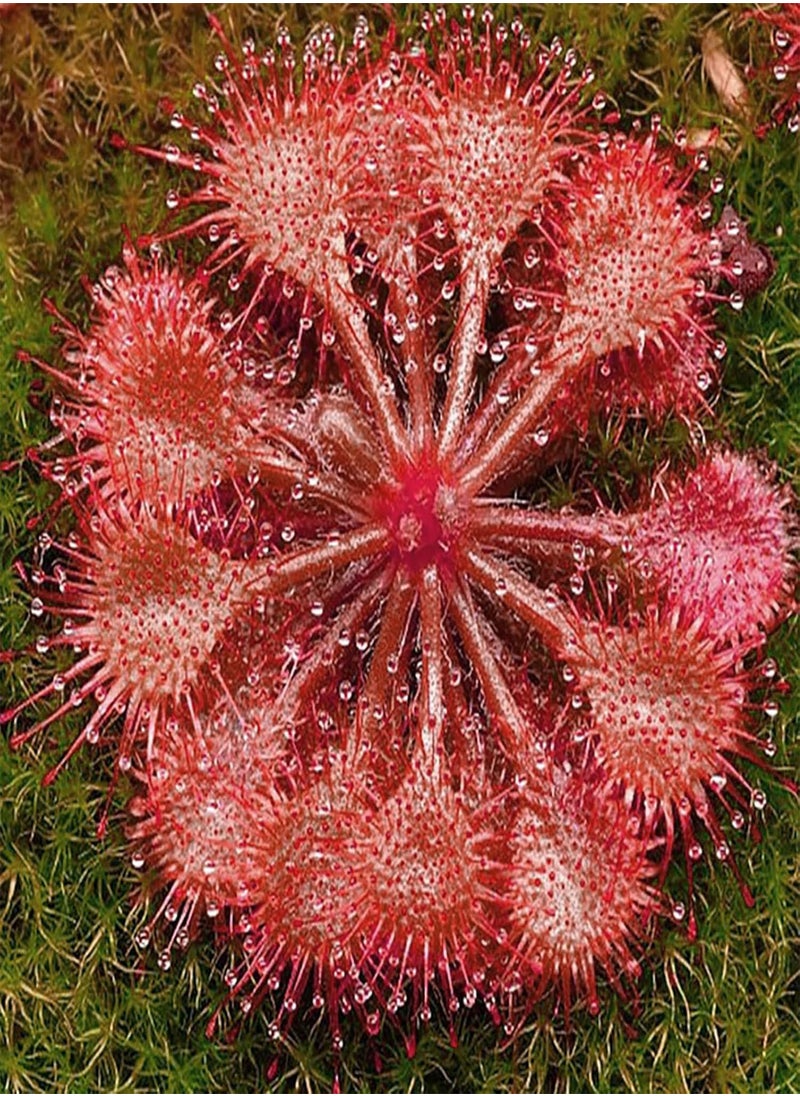 GGOOT - 100Pcs/Bag Drosera Falconeri Seeds for Planting, Fast Growing Non GMO Easy Plant Gardening Gift Drosera Seeds for Balcony Easy to Plant,Gardening,Home Decor - Pink - Image 1