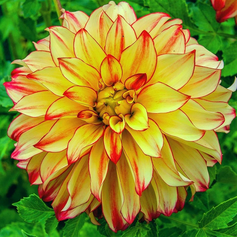 نصف داليا100+/شبه فيوري يونيسي/Sbocceranno Fiori Magici/UNA varietà di Colori tra cui scegliere Giallo
