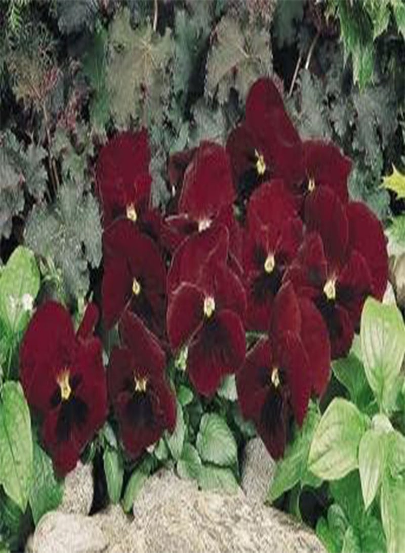 جي جوت 100 بذرة من زهرة بانسي إنسباير+ ريد بلوتش