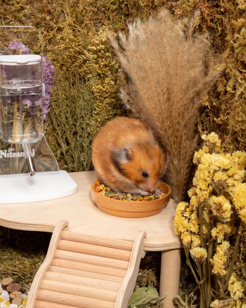 Niteangel Hamster Food & Treats Toy - Small Animal Natural Food for Syrian Golden Hamsters or Other Small-Sized Pets - Image 4