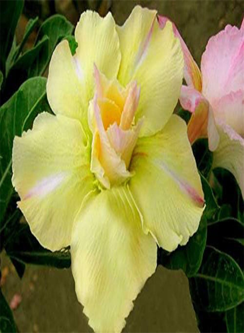 GGOOT seeds Fresh 2 Pcs Adenium Flower seeds for Planting Light Lemon Yellow