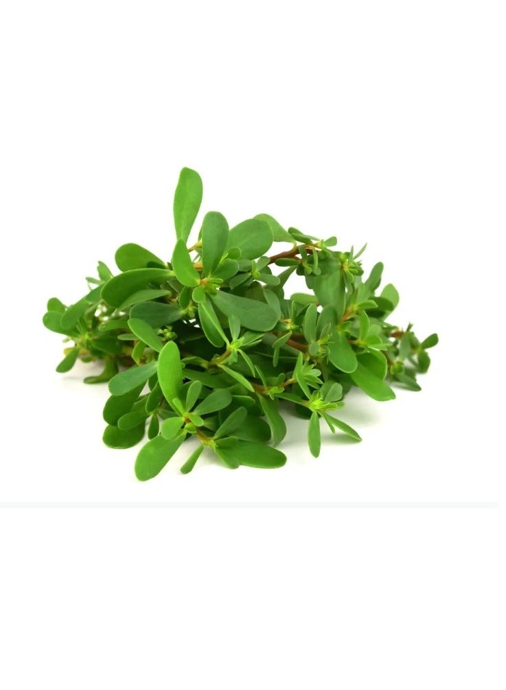 Generic 100 Pcs Purslane Seeds Easy To Plant Suitable For All Season  - Image 2