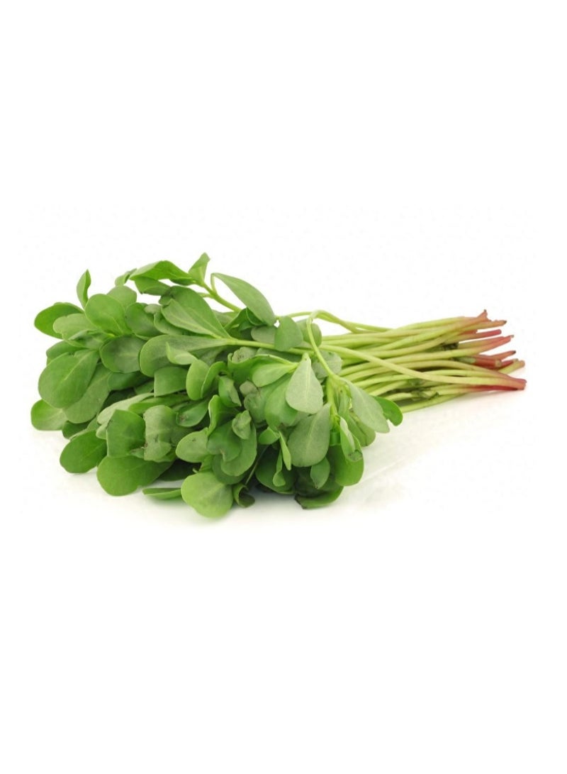 Generic 100 Pcs Purslane Seeds Easy To Plant Suitable For All Season  - Image 1