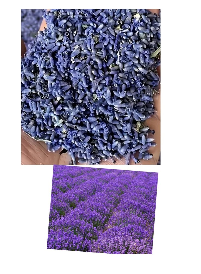 Generic 100PCS Lavender Seeds for Planting - Ideal for Indoor & Outdoor Gardening  - Image 1