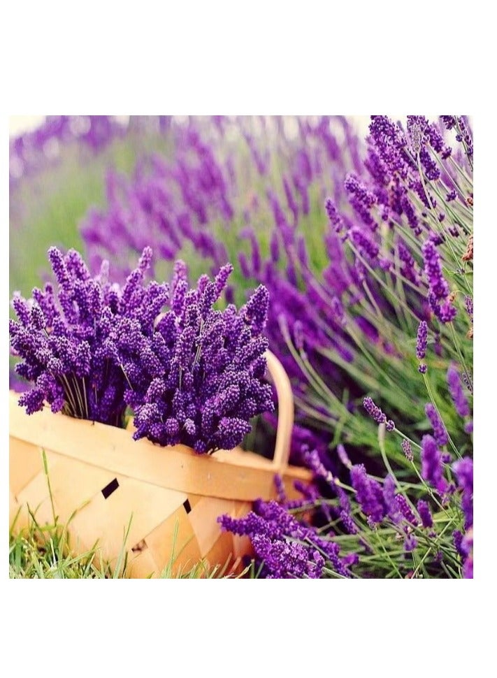 Generic 100PCS Lavender Seeds for Planting - Ideal for Indoor & Outdoor Gardening  - Image 2