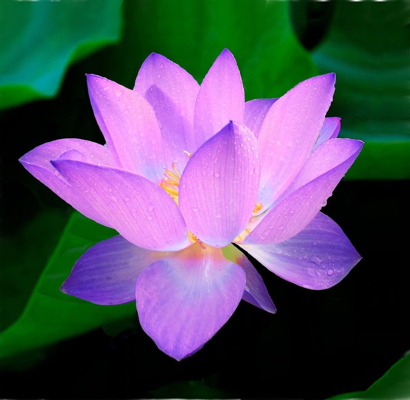 Loseedsoo 15pcs Mixed Lotus Seeds – Colorful Bowl Lotus & Water Lily Flower Seeds for Planting | Aquatic Plants for Ponds, Indoor Bonsai, Outdoor Water Gardens, Patio Decor - Image 1