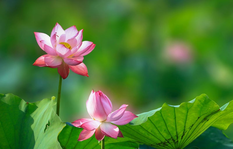 Loseedsoo 15pcs Mixed Lotus Seeds – Colorful Bowl Lotus & Water Lily Flower Seeds for Planting | Aquatic Plants for Ponds, Indoor Bonsai, Outdoor Water Gardens, Patio Decor - Image 4