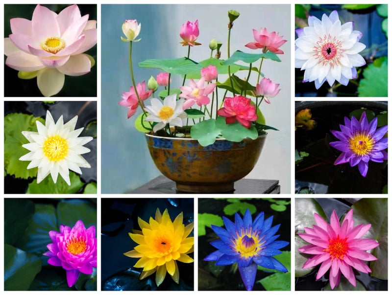 Loseedsoo 15pcs Mixed Lotus Seeds – Colorful Bowl Lotus & Water Lily Flower Seeds for Planting | Aquatic Plants for Ponds, Indoor Bonsai, Outdoor Water Gardens, Patio Decor - Image 2